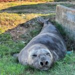 An elephant seal surprised locals in Gordon's Bay by waddling a kilometer inland into suburbia before resting by a car as rescuers planned its safe return to the ocean.