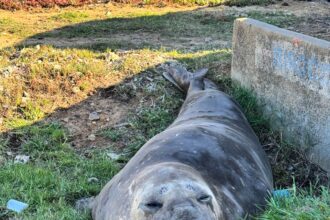 An elephant seal surprised locals in Gordon's Bay by waddling a kilometer inland into suburbia before resting by a car as rescuers planned its safe return to the ocean.