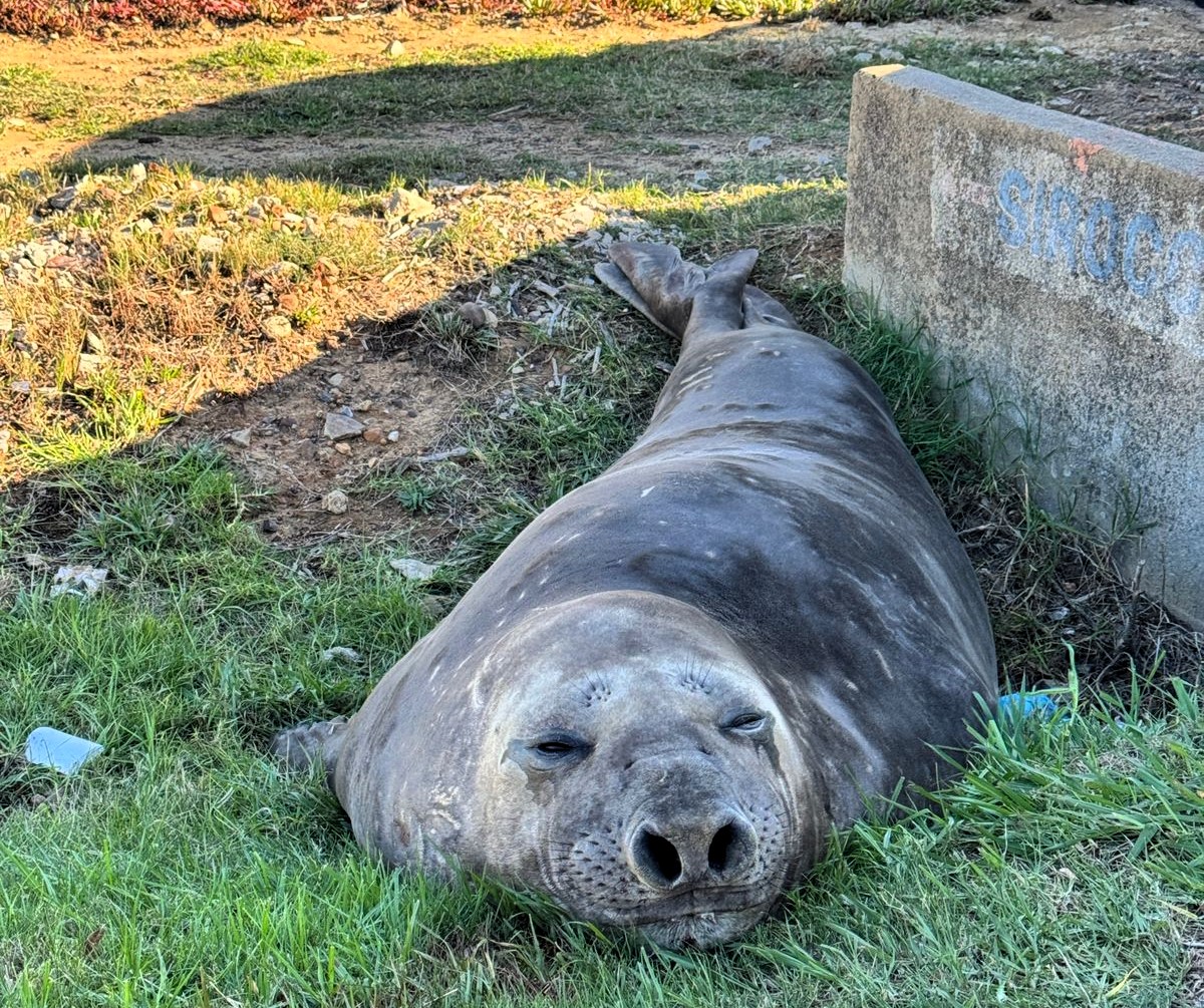 An elephant seal surprised locals in Gordon's Bay by waddling a kilometer inland into suburbia before resting by a car as rescuers planned its safe return to the ocean.