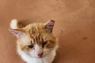 George the tabby escaped from a shelter and trekked 2.7 miles home after surgery, astonishing staff and his caretaker with his survival skills and sense of direction.