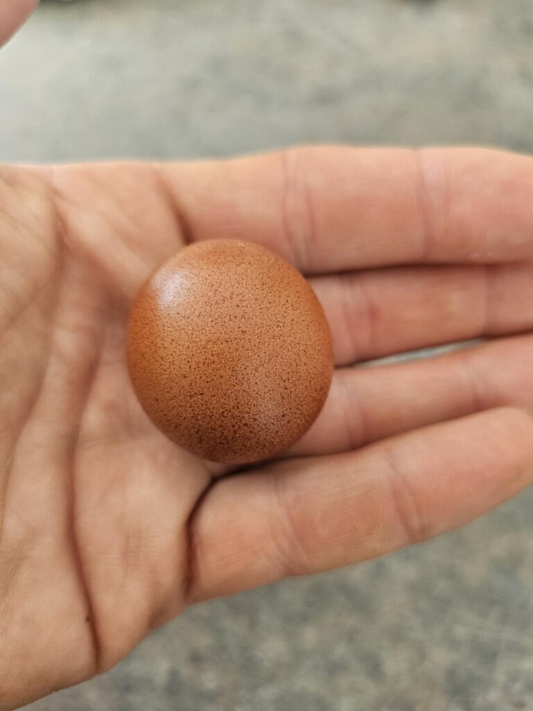 A family near St Austell discovered a one-in-a-billion perfectly round egg laid by their chicken Julie, sparking laughter and plans to possibly auction the rare find.