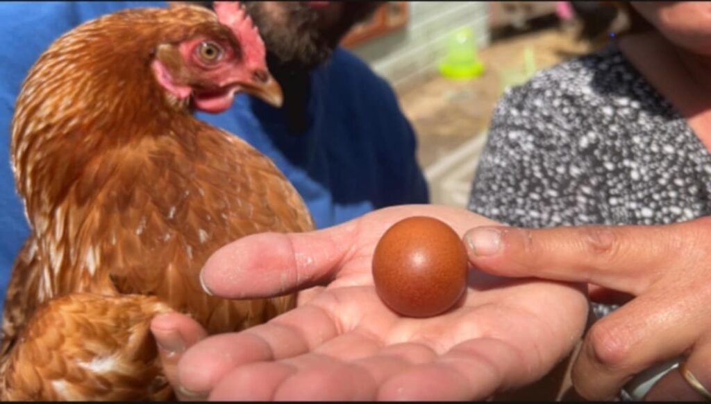 A family near St Austell discovered a one-in-a-billion perfectly round egg laid by their chicken Julie, sparking laughter and plans to possibly auction the rare find.