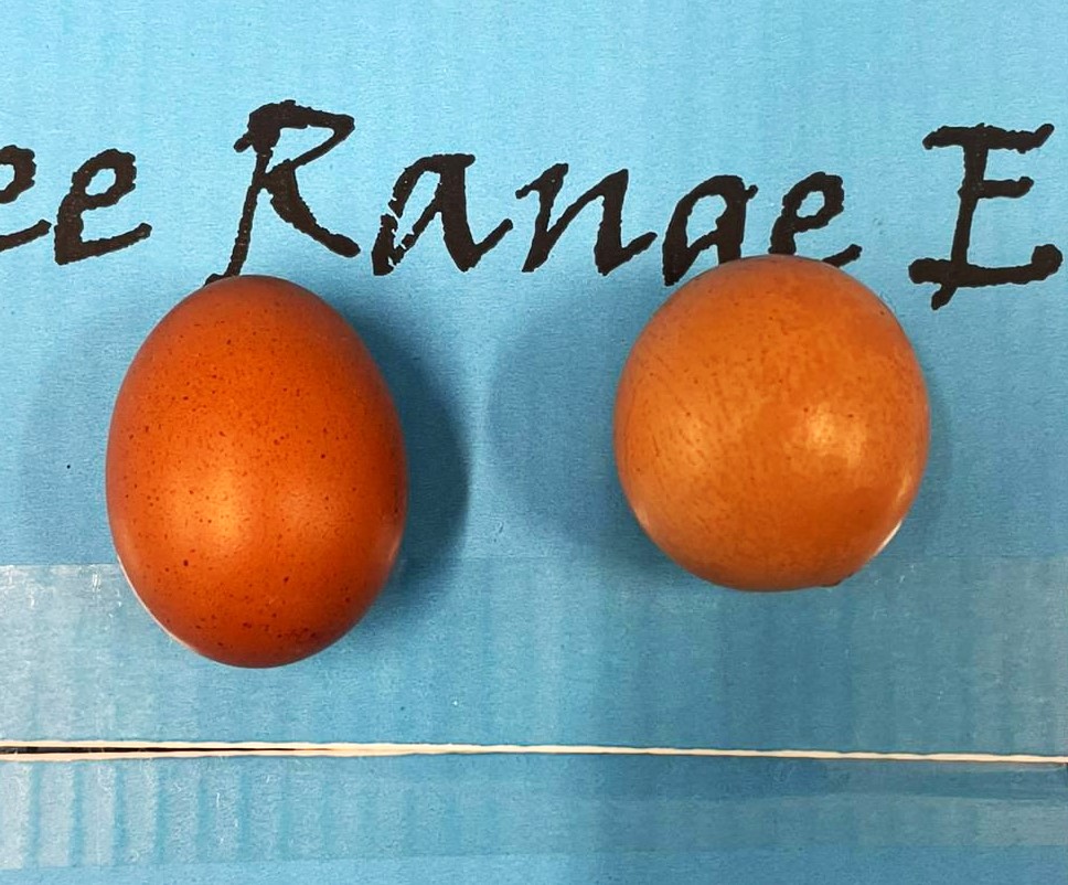 A family near St Austell discovered a one-in-a-billion perfectly round egg laid by their chicken Julie, sparking laughter and plans to possibly auction the rare find.