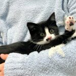 Kitten survives 250-mile ride in BMW undercarriage from Boston to NJ - rescued with bacon and kitten cries, now happily adopted and renamed Luna.