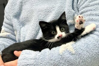 Kitten survives 250-mile ride in BMW undercarriage from Boston to NJ - rescued with bacon and kitten cries, now happily adopted and renamed Luna.
