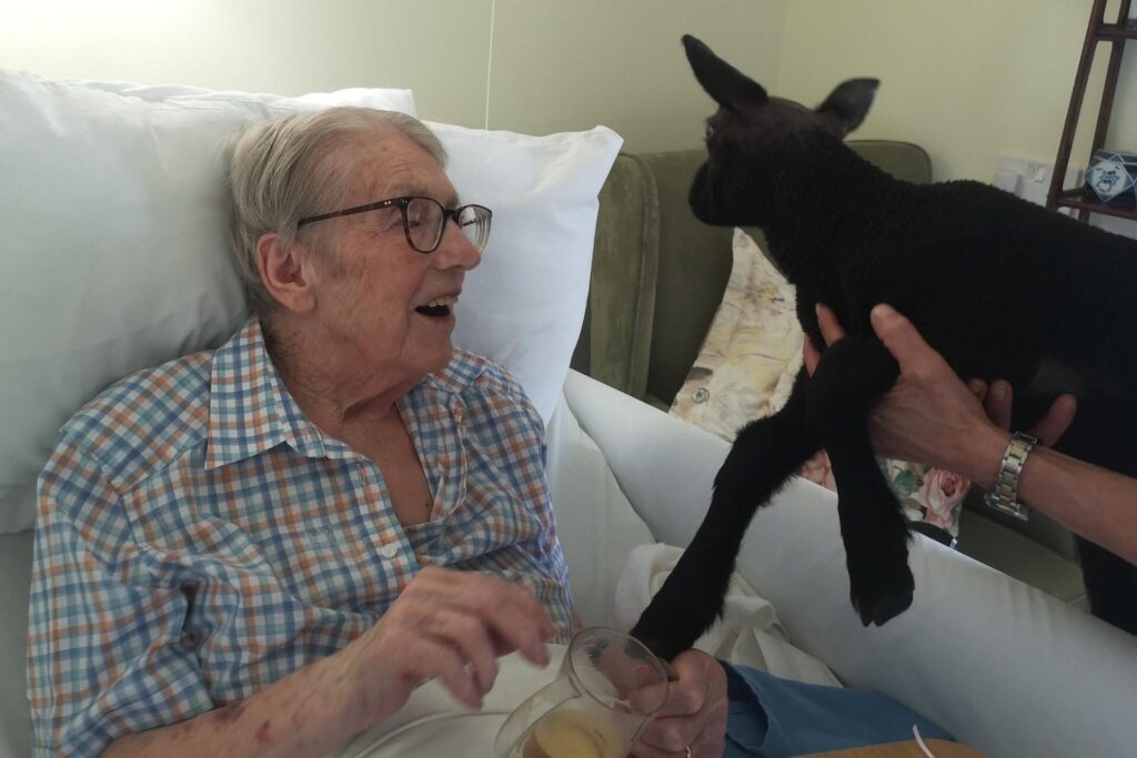 Four playful lambs visited a Dorset care home, delighting residents with cuddles and joy, offering heartwarming pet therapy and a memorable boost in spirits.