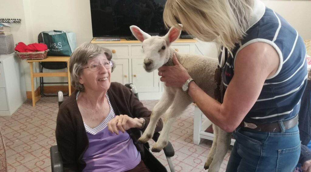 Four playful lambs visited a Dorset care home, delighting residents with cuddles and joy, offering heartwarming pet therapy and a memorable boost in spirits.
