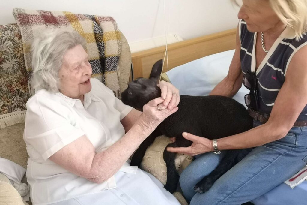 Four playful lambs visited a Dorset care home, delighting residents with cuddles and joy, offering heartwarming pet therapy and a memorable boost in spirits.