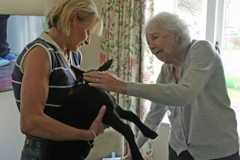 Four playful lambs visited a Dorset care home, delighting residents with cuddles and joy, offering heartwarming pet therapy and a memorable boost in spirits.