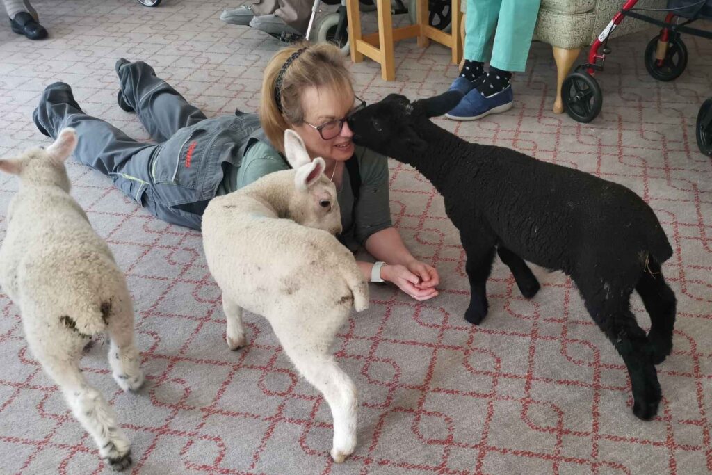Four playful lambs visited a Dorset care home, delighting residents with cuddles and joy, offering heartwarming pet therapy and a memorable boost in spirits.