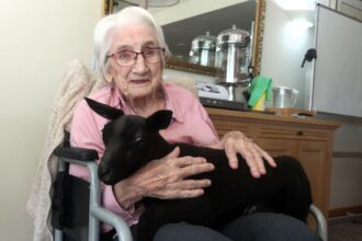 Four playful lambs visited a Dorset care home, delighting residents with cuddles and joy, offering heartwarming pet therapy and a memorable boost in spirits.