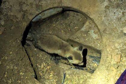 A fox cub trapped in a 6ft drain for 24 hours was rescued by firefighters and reunited with its worried mum in a heartwarming scene captured in Glenfield, near Leicester.