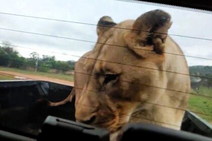 Two friends on safari in South Africa were stunned when a lioness climbed into their truck bed and sniffed around for 10 minutes, with all windows luckily shut tight.