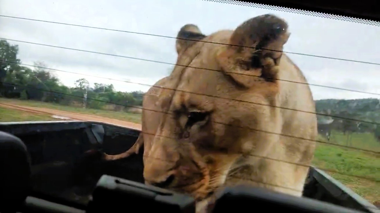Two friends on safari in South Africa were stunned when a lioness climbed into their truck bed and sniffed around for 10 minutes, with all windows luckily shut tight.
