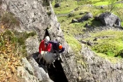 A sheep stranded on a cliff near Loch Sloy Dam was rescued by mountain experts using a winch before being safely reunited with her flock after days in danger.