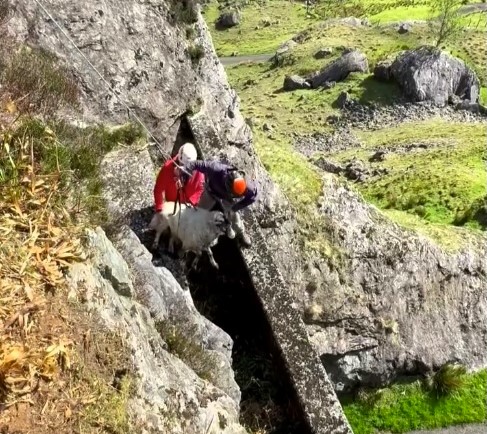 A sheep stranded on a cliff near Loch Sloy Dam was rescued by mountain experts using a winch before being safely reunited with her flock after days in danger.