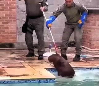 A massive 13 st capybara stunned a Brazilian family by taking a swim in their pool before being safely captured and released back into the wild by trained officials.