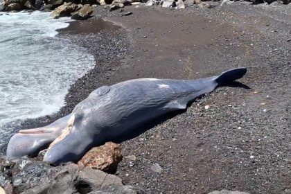 A massive sperm whale washed up dead in Tenerife after a suspected ship strike, marking the fourth cetacean stranding in the Canary Islands this month alone.