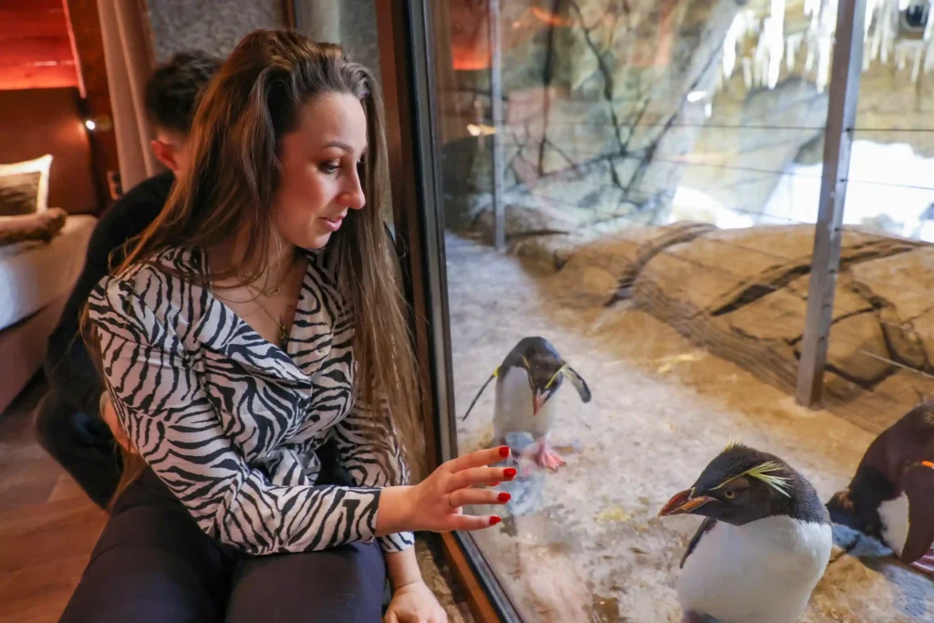 Belgium’s Pairi Daiza resort lets guests sleep beside walruses, penguins, and polar bears with glass walls into their habitats - rooms start at £94 and run year-round.