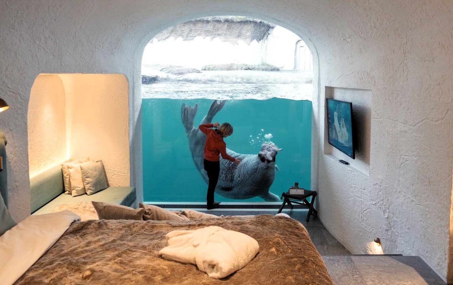Belgium’s Pairi Daiza resort lets guests sleep beside walruses, penguins, and polar bears with glass walls into their habitats - rooms start at £94 and run year-round.