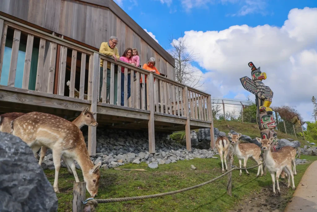 Belgium’s Pairi Daiza resort lets guests sleep beside walruses, penguins, and polar bears with glass walls into their habitats - rooms start at £94 and run year-round.