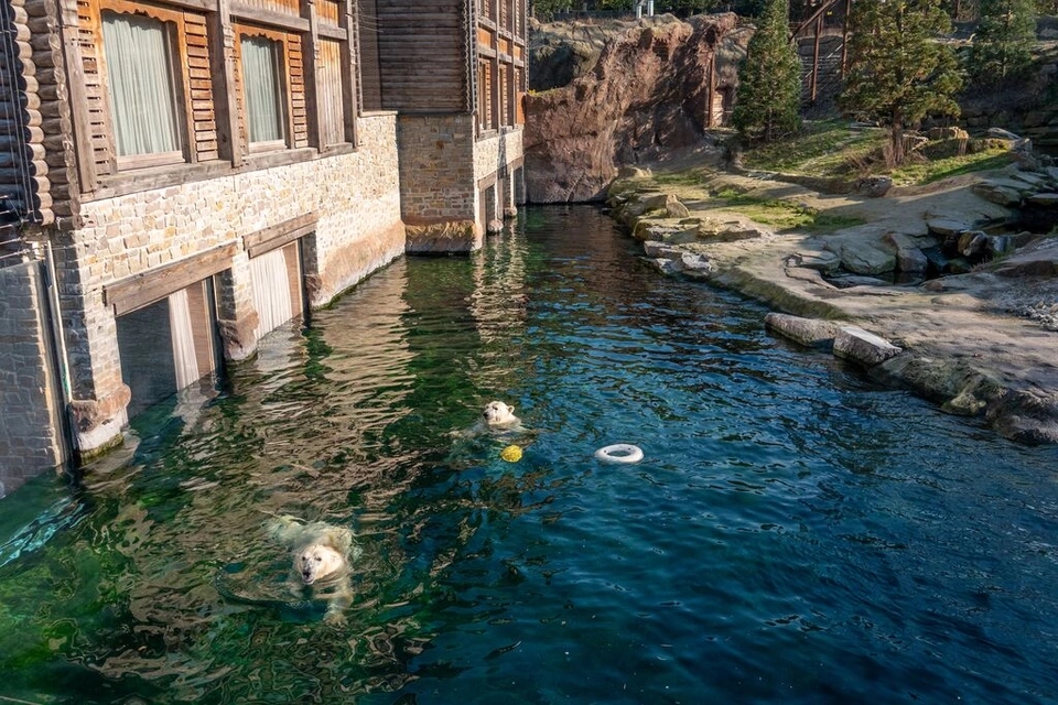 Belgium’s Pairi Daiza resort lets guests sleep beside walruses, penguins, and polar bears with glass walls into their habitats - rooms start at £94 and run year-round.