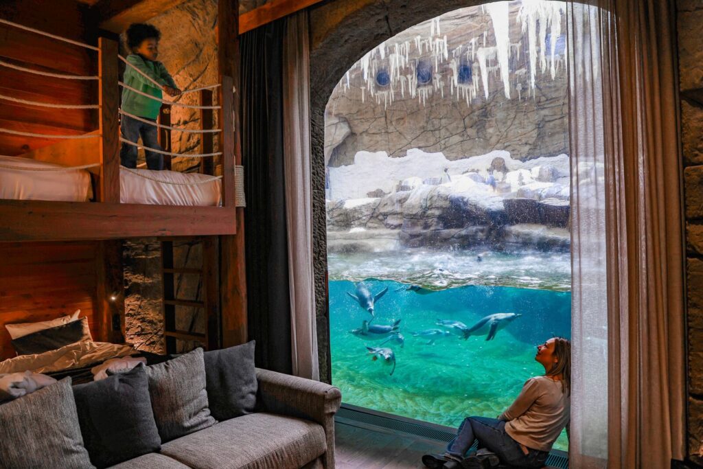 Belgium’s Pairi Daiza resort lets guests sleep beside walruses, penguins, and polar bears with glass walls into their habitats - rooms start at £94 and run year-round.