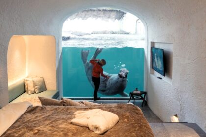 Belgium’s Pairi Daiza resort lets guests sleep beside walruses, penguins, and polar bears with glass walls into their habitats - rooms start at £94 and run year-round.