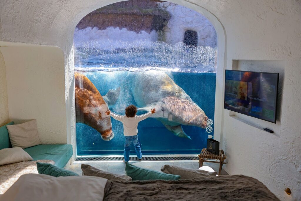 Belgium’s Pairi Daiza resort lets guests sleep beside walruses, penguins, and polar bears with glass walls into their habitats - rooms start at £94 and run year-round.