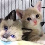 Newborn kittens at San Diego Humane Society are melting hearts online as a viral video shows their fragile early days and the shelter’s devoted round-the-clock care.