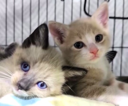 Newborn kittens at San Diego Humane Society are melting hearts online as a viral video shows their fragile early days and the shelter’s devoted round-the-clock care.
