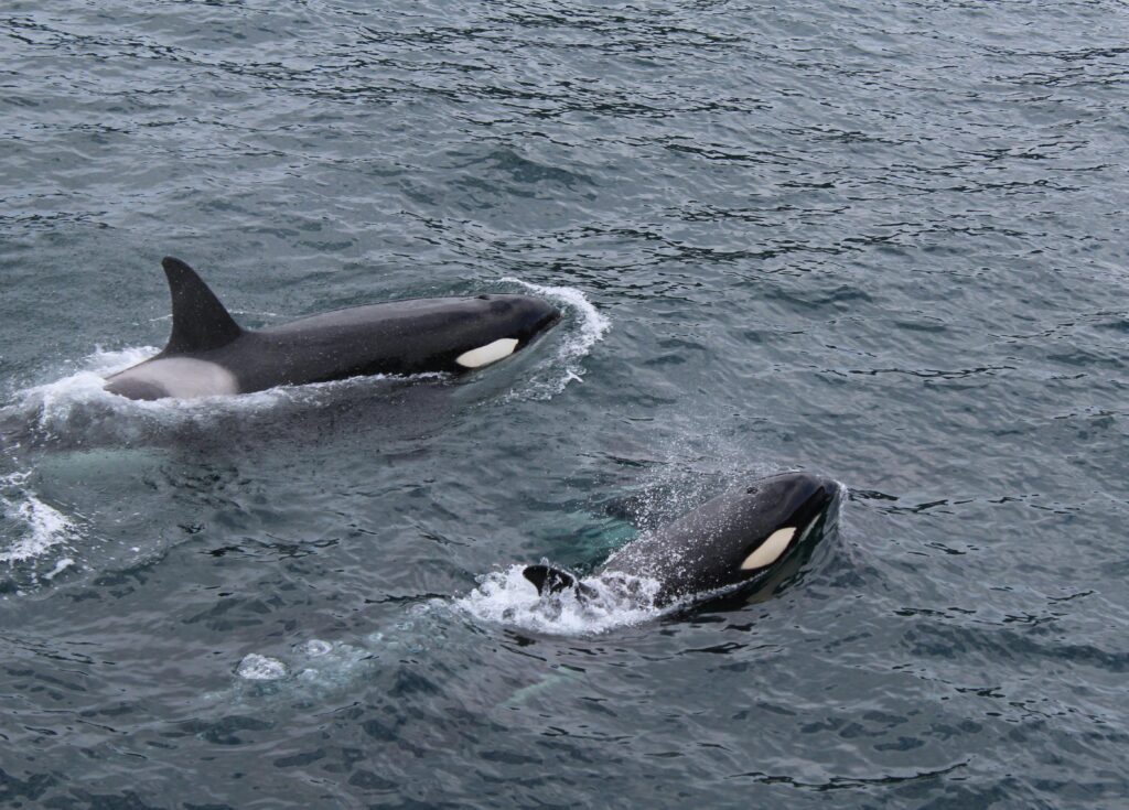 Killer whales have been spotted hunting off the Farne Islands, tossing seals into the air before eating them in a rare and dramatic display not seen there in over 50 years.