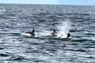 Killer whales have been spotted hunting off the Farne Islands, tossing seals into the air before eating them in a rare and dramatic display not seen there in over 50 years.