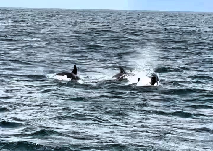 Killer whales have been spotted hunting off the Farne Islands, tossing seals into the air before eating them in a rare and dramatic display not seen there in over 50 years.