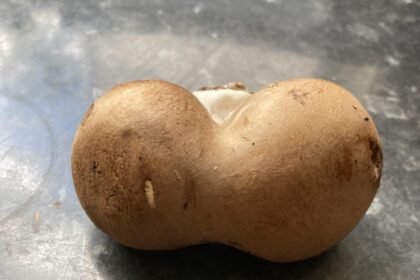 Mum finds mushroom in Aldi pack that looks like Kim Kardashian's famous bum while cooking for her kids - calls it a hilarious surprise and a bargain at just 46p