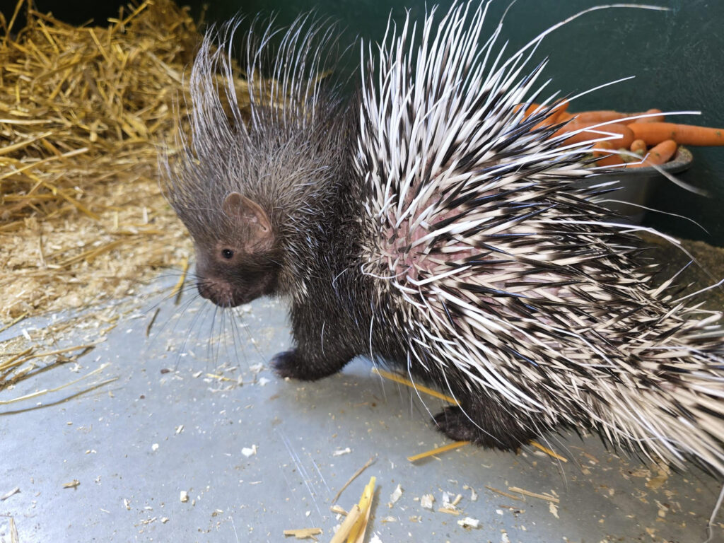 Surprise baby porcupine born at Port Lympne Reserve in Kent delights staff - covered in soft quills at birth, he’s now thriving as part of the prickly family.