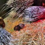 Surprise baby porcupine born at Port Lympne Reserve in Kent delights staff - covered in soft quills at birth, he’s now thriving as part of the prickly family.