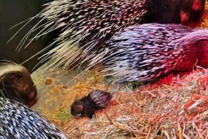 Surprise baby porcupine born at Port Lympne Reserve in Kent delights staff - covered in soft quills at birth, he’s now thriving as part of the prickly family.