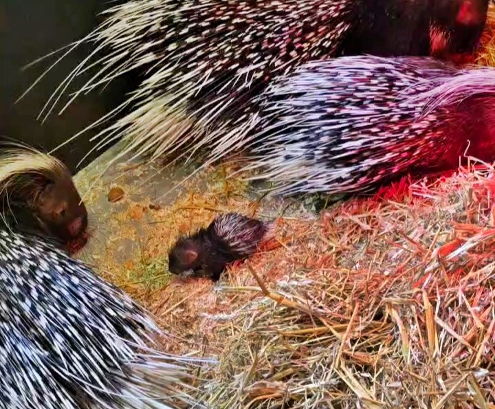 Surprise baby porcupine born at Port Lympne Reserve in Kent delights staff - covered in soft quills at birth, he’s now thriving as part of the prickly family.