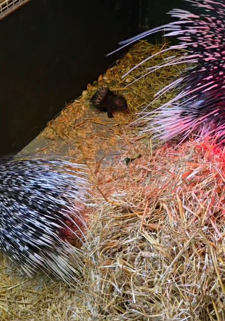 Surprise baby porcupine born at Port Lympne Reserve in Kent delights staff - covered in soft quills at birth, he’s now thriving as part of the prickly family.