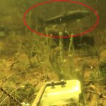 New ROV footage reveals salmon and pike deep in Loch Ness, sparking theories that Nessie may be feeding on them - keeping the legend and search alive.