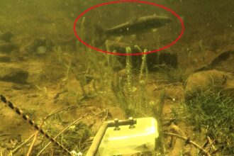 New ROV footage reveals salmon and pike deep in Loch Ness, sparking theories that Nessie may be feeding on them - keeping the legend and search alive.