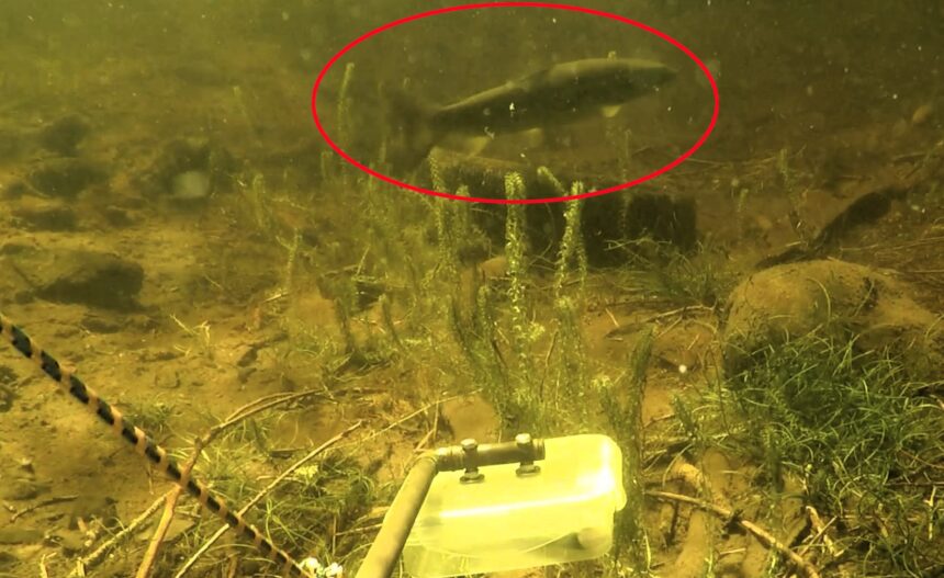 New ROV footage reveals salmon and pike deep in Loch Ness, sparking theories that Nessie may be feeding on them - keeping the legend and search alive.