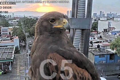A majestic eagle perched on a Mexico City traffic cam at sunset, stunning viewers with a powerful image that quickly went viral and highlighted the beauty of urban wildlife.