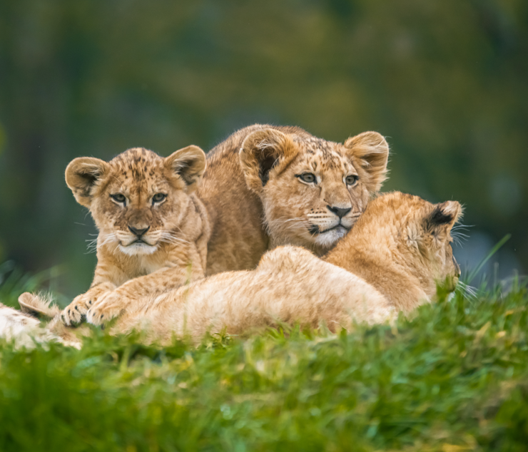 Whipsnade Zoo’s lion cubs got names from a community campaign involving 24 schools and a prize draw, linking conservation with education and public engagement.