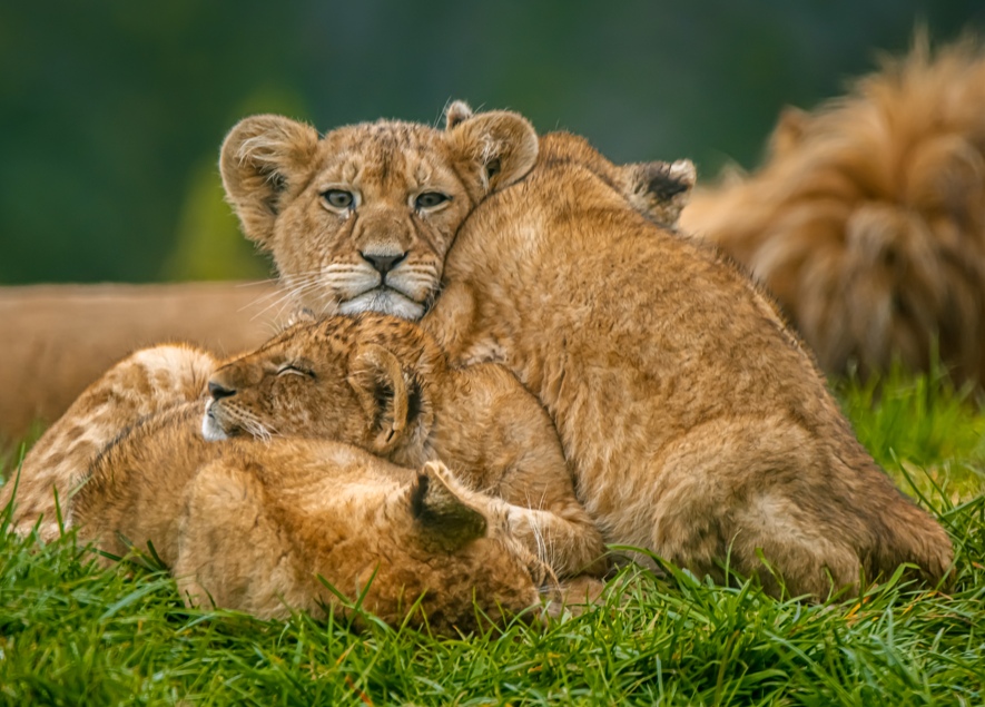 Whipsnade Zoo’s lion cubs got names from a community campaign involving 24 schools and a prize draw, linking conservation with education and public engagement.