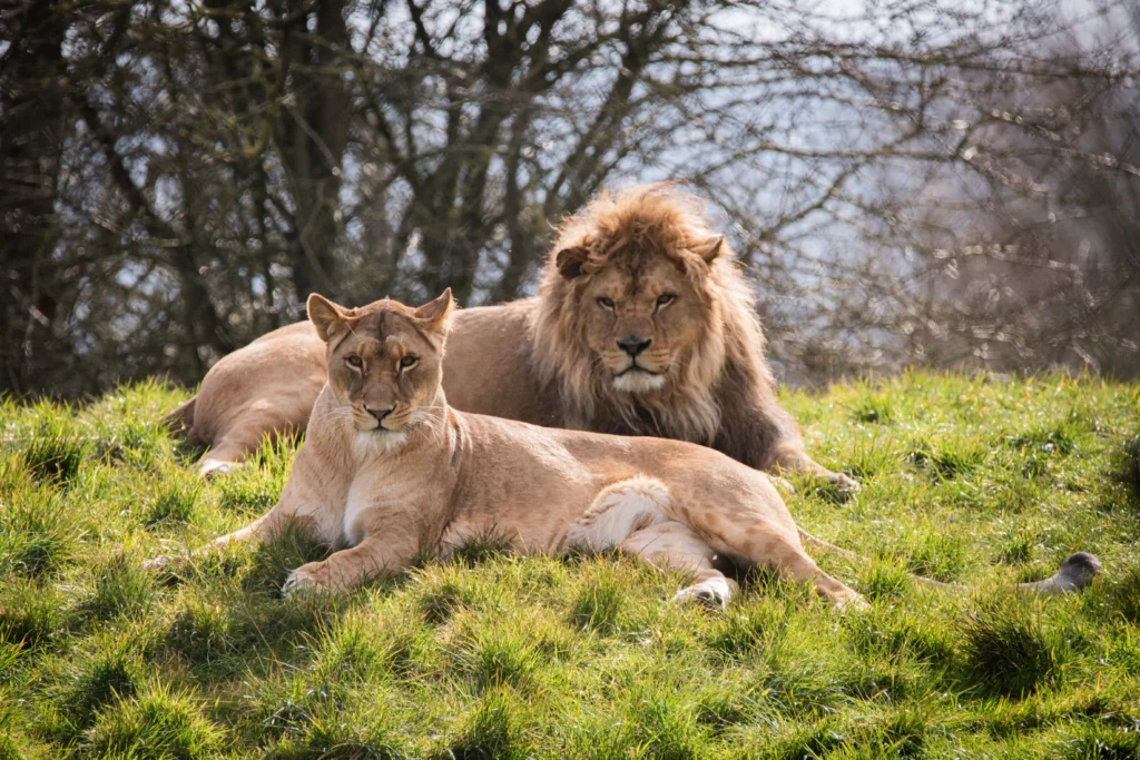 Whipsnade Zoo’s lion cubs got names from a community campaign involving 24 schools and a prize draw, linking conservation with education and public engagement.