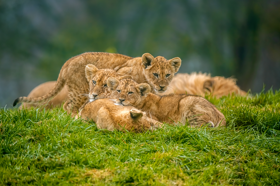Whipsnade Zoo’s lion cubs got names from a community campaign involving 24 schools and a prize draw, linking conservation with education and public engagement.