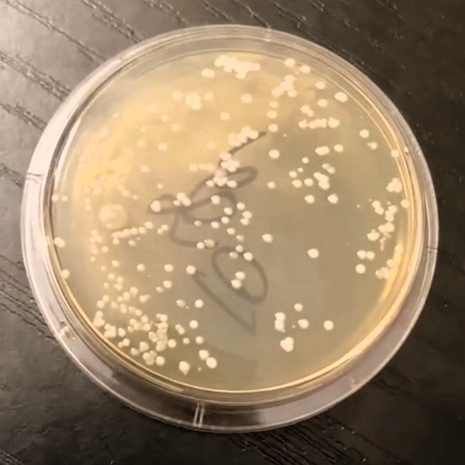 A TikTok microbiologist reveals shocking bacteria levels on swimwear hygiene stickers, urging buyers to wash before wearing as his viral test racks up millions of views.