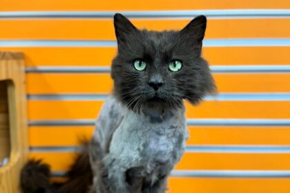 A cat missing for three years was found at a local McDonald's and reunited with his stunned owner after a shelter's post revealed it was Buddy, her long-lost feline.